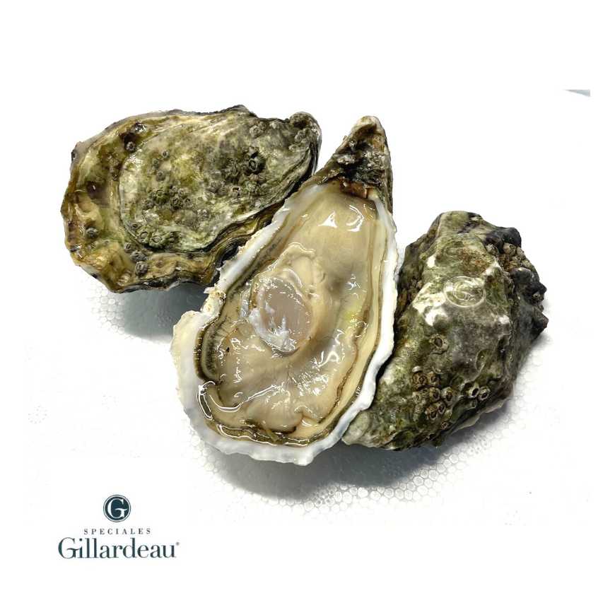 Grosses huîtres fraîches - Gillardeau G2 (Crassostrea gigas), un